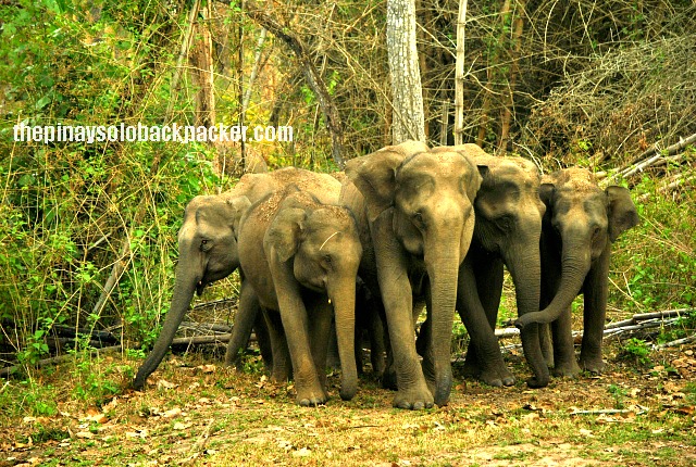 Wayanad, Kerala : Muthanga Wildlife Sanctuary and Edakkal Caves
