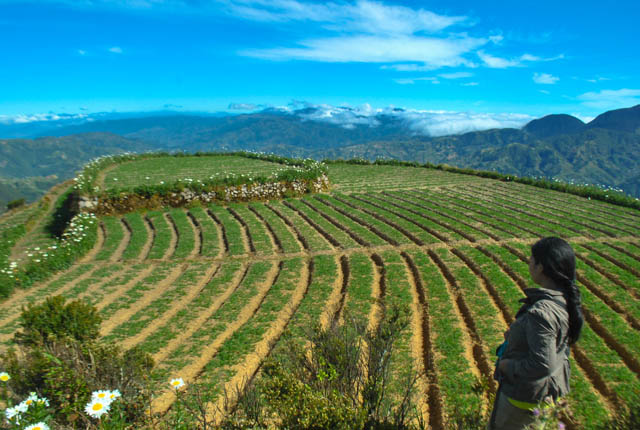 Timbac is hemmed in by mountains transformed into vegetables and flower terraces by the locals 