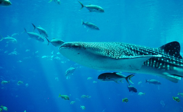 whale-shark-281497_640