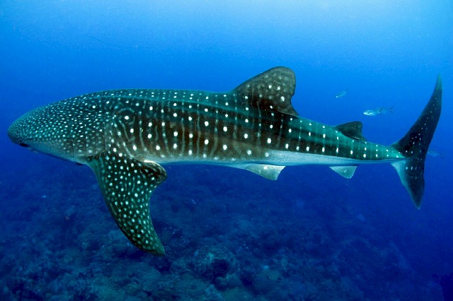 CEBU: Swimming with the Oslob Whale Sharks : A Travel Guide