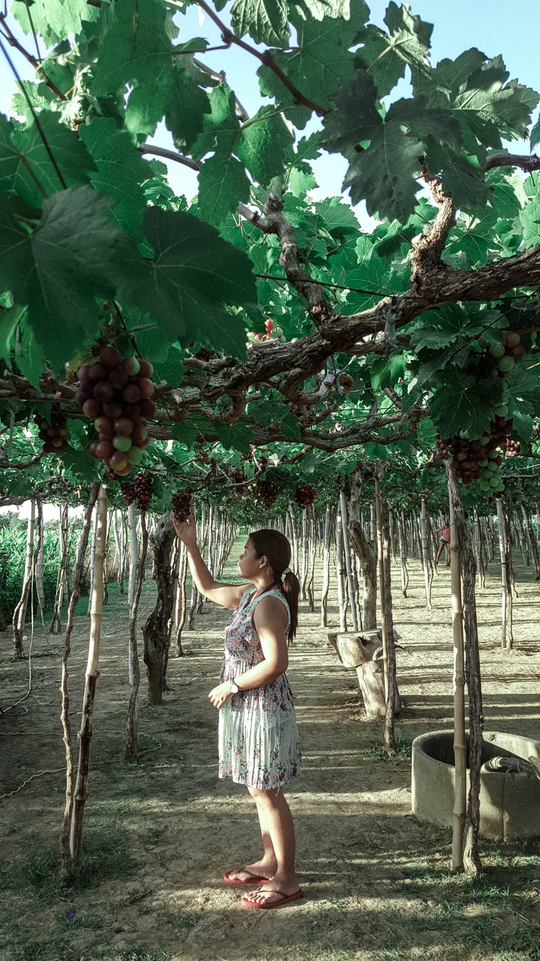 HOW TO GET TO LA UNION GRAPE FARM Pinay Solo Backpacker