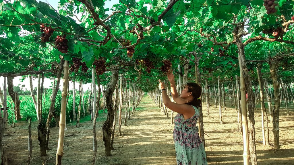 Grape farm shop