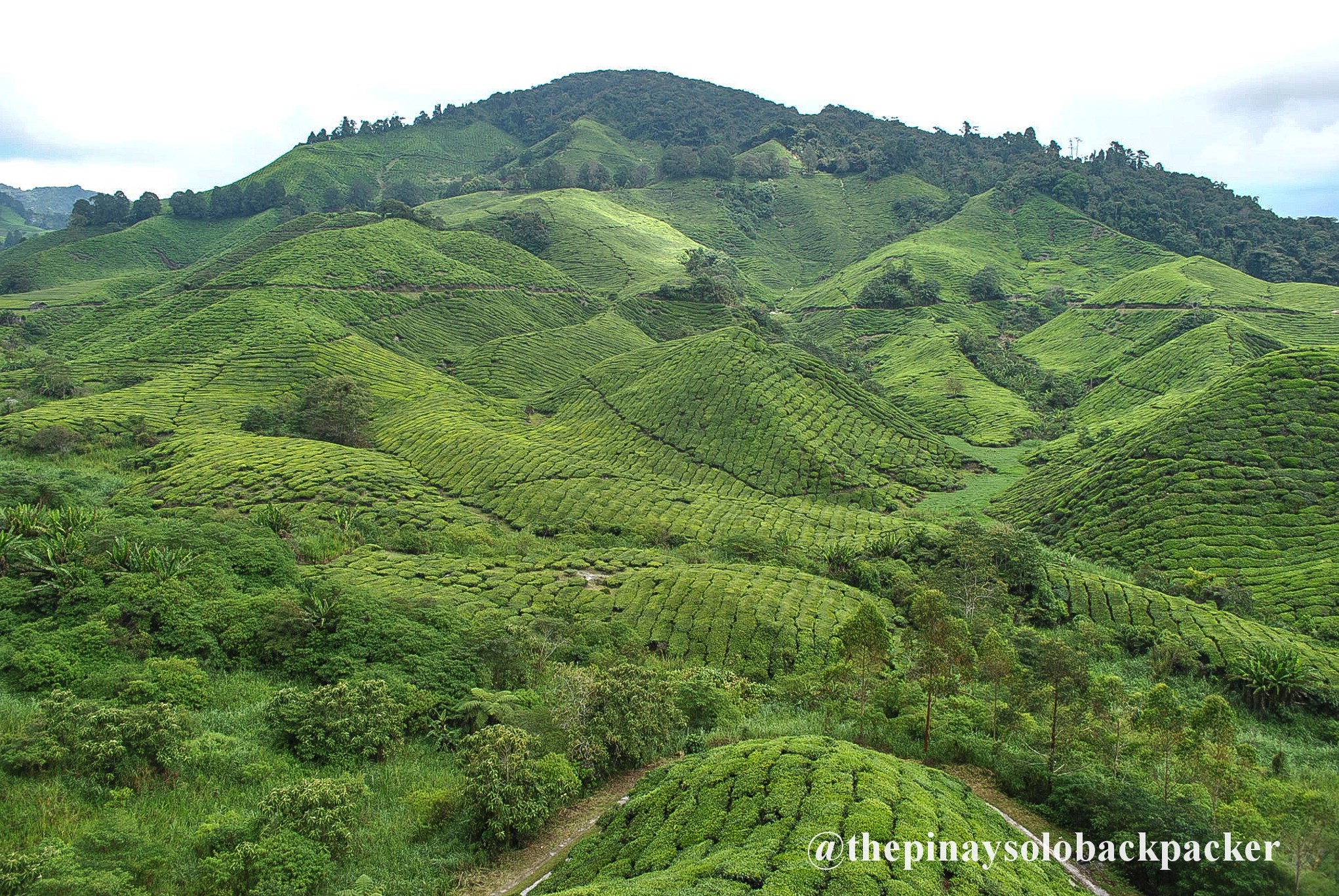 2023 CAMERON HIGHLANDS TRAVEL GUIDE (Budget + Itinerary)