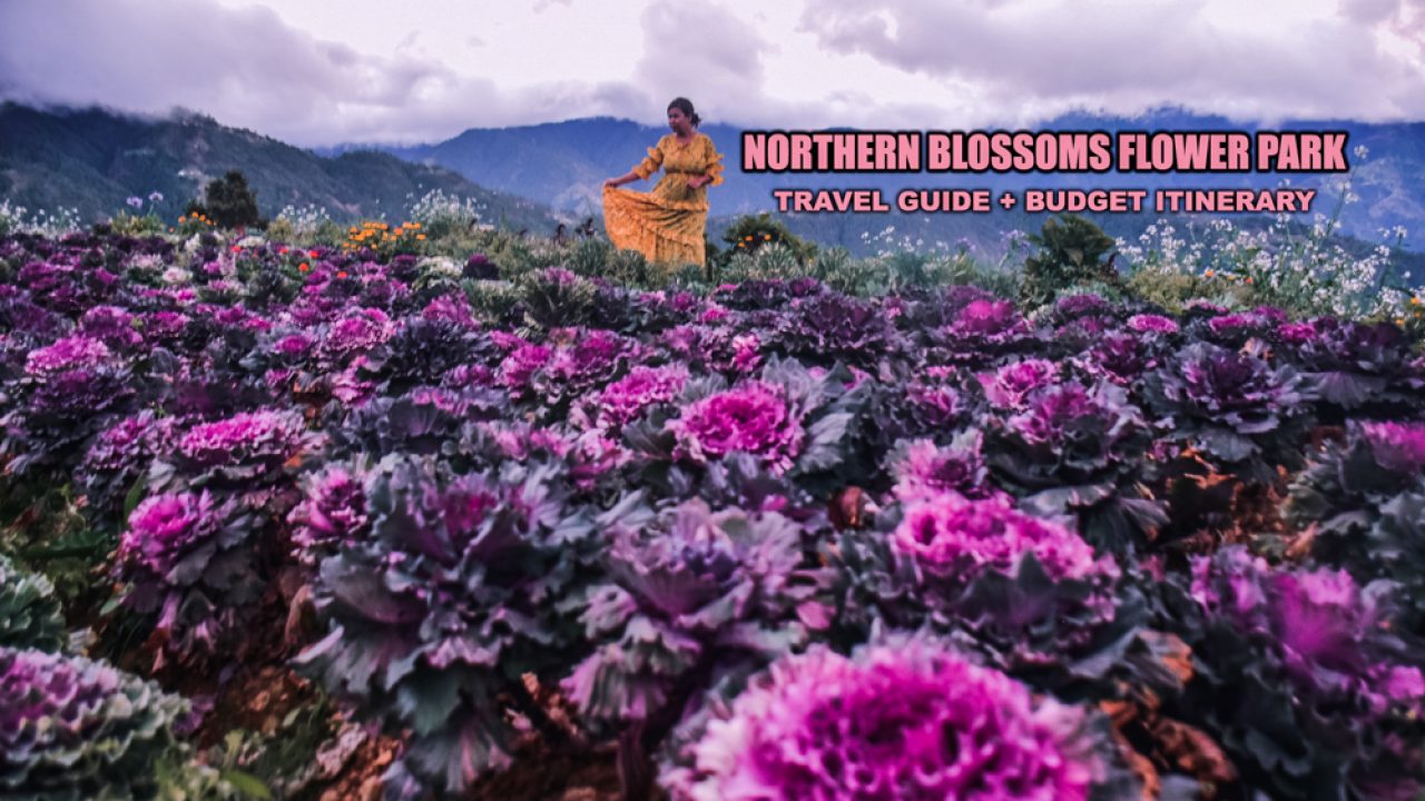 2023 Northern Blossom Flower Farm Atok