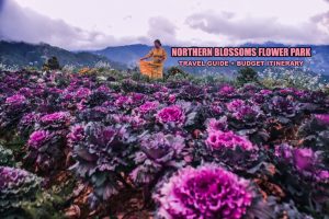 travel bangkok blog NORTHERN BLOSSOMS FLOWER FARM