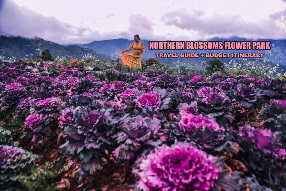 NORTHERN BLOSSOM FLOWER FARM in ATOK, BENGUET: DIY TRAVEL GUIDE (ITINERARY + BUDGET)