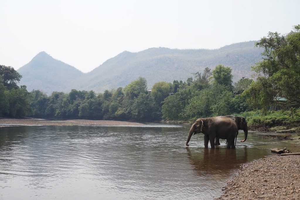 elephant thailand