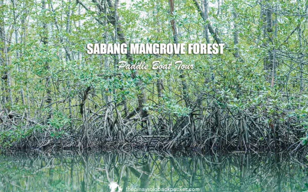 2022 SABANG MANGROVE FOREST TOUR: PUERTO PRINCESA